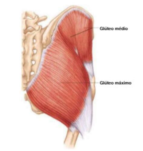Músculos Do Quadril Origem Inserção E Ação Blog Jaleko