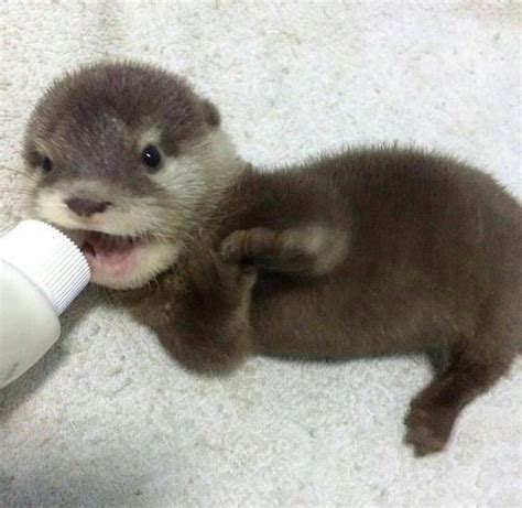 40 Cute Otter Pictures Images Of Otters Will Make You Smile Pet