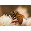Sugarbag Bees Lend A Hand In Australian Fruit Crop Pollination 