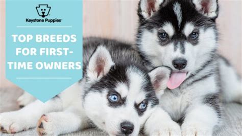 10 Best Dogs For First Time Owners Top First Dog Breeds To Adopt