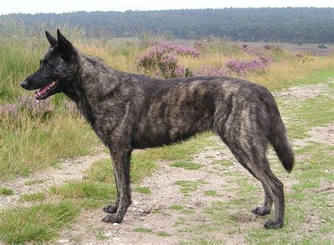 The ruff, breeches, and tail are distinct and abundantly coated. Dutch Shepherd Dog, short-haired - wds2018