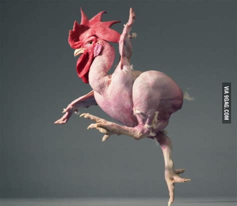 Googled Naked Chicken Majestik Gag