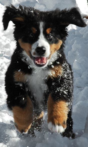 Find bernese mountain in dogs & puppies for rehoming | 🐶 find dogs and puppies locally for sale or adoption in ontario : Everything about your Bernese Mountain Dog - LUV My dogs