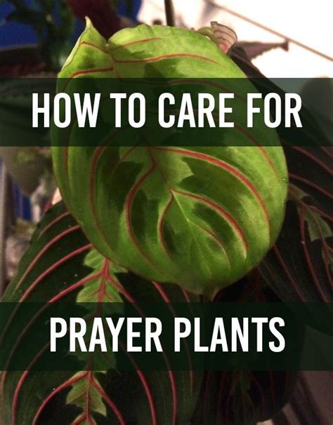 Prayer Plants Are Growing In Popularity For Their Beautiful Colors And