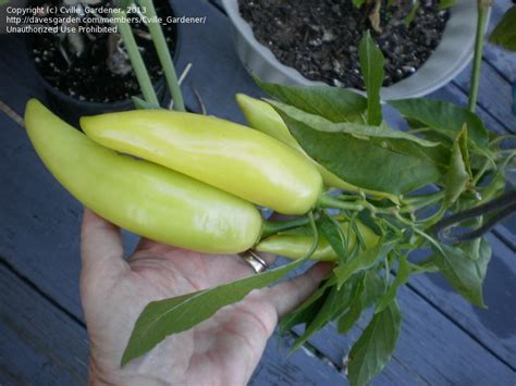 Plantfiles Pictures Hot Banana Pepper Hungarian Wax Capsicum Annuum By Cvillegardener