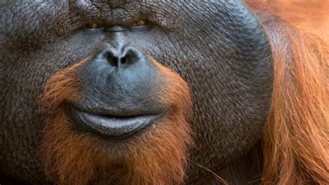 Bbc Earth Why Male Orangutans Have Such Weird Faces