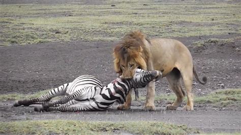 Lion Kills Zebra Lion Kills Zebra By Wild Lion