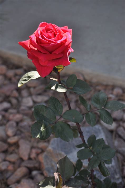 Long Stem Rose From My Garden Rose Butterfly Garden Design Types Of