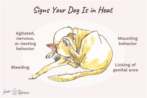 She may urinate more often than she normally does. The 7 Ways to Know That Your Dog Is in Heat