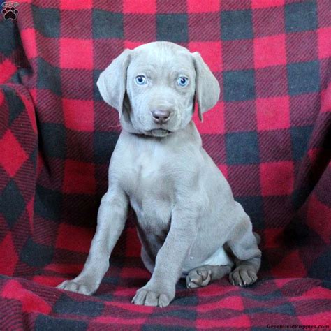 How Much Do Weimaraner Puppies Cost