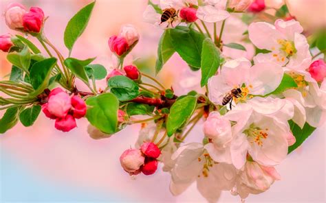 Download Wallpapers Flowering Apple Trees Spring Pink Flowers Apple