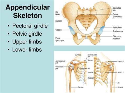 Ppt Skeletal System Powerpoint Presentation Free Download Id2081038