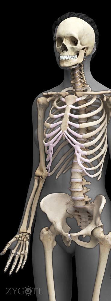 Female Skeleton Human Skeleton 3d Skeleton Model