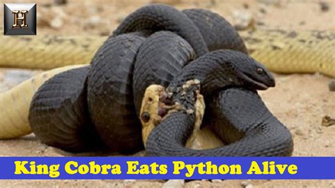 Snake Vs Snake Fight King Cobra Eats Python Alive Real Fight King