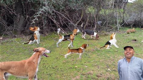 Caza De Conejos Con Perros Con Cacería Beagles Chile Youtube