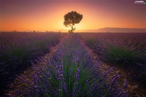 Great Sunsets Provence Lavender Valensole France Field Trees