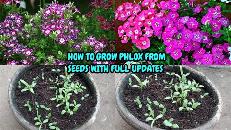 How To Grow Phlox From Seeds With Full Updates Youtube