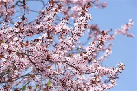 Flowering fruit trees new england. Piper Tillyard: Flowering Fruit Trees New England ...