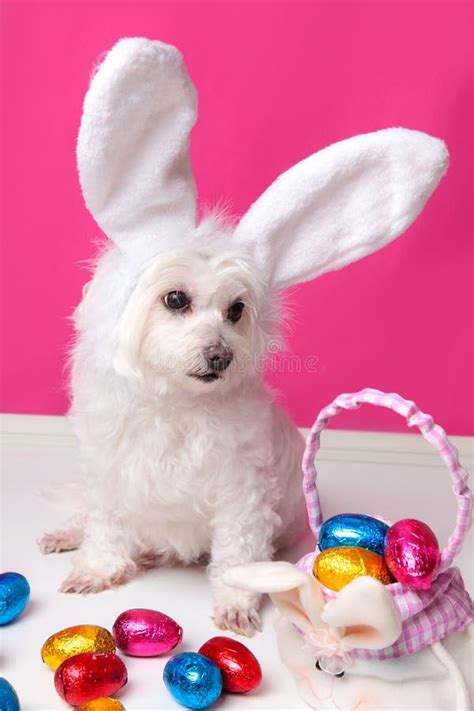 Beautiful Puppy With Bunny Ears And Easter Eggs Stock Image Image Of