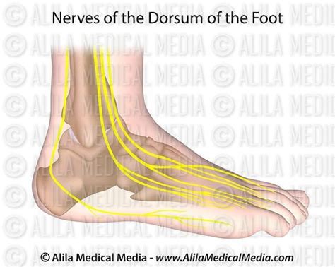 Alila Medical Media Nerves Of Foot Medical Illustration