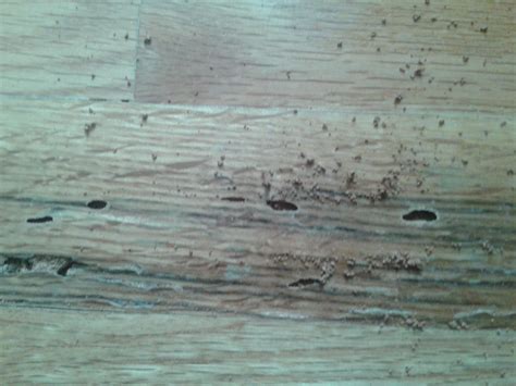 Early Stage Termites In Hardwood Floors Flooring Designs