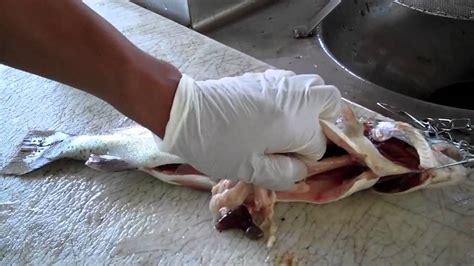 Check poison symptoms, diagnosis & treatments. How to Clean a Fish - YouTube