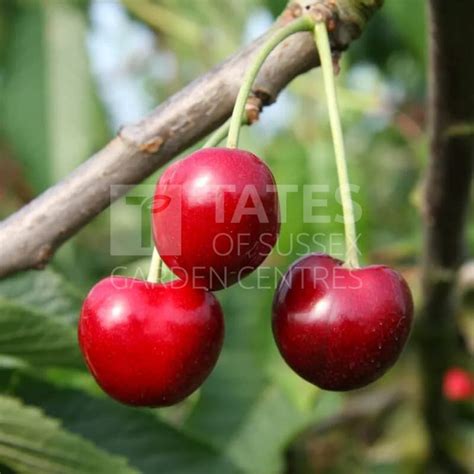 Cherry Prunus Summer Sun Bush 12l Colt Fruit Trees And Bushes Tates