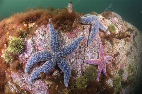Forbes Sea Star Stock Image C0559200 Science Photo Library
