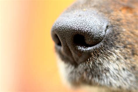 Puppy Nose Wallpapers High Quality Download Free