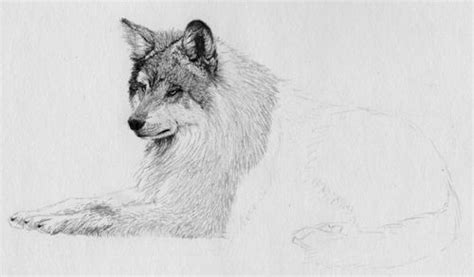 Their use is widespread and can be even used as symbols while decorating the picture. How to Draw Fur Texture in Graphite Pencil From a Reference Photo | Draw fur, How to draw fur ...