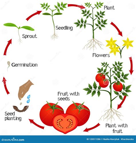 Life Cycle Of Tomato Plant Growth Stages From Seed To Flowering And