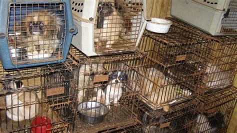 Petition · Make Puppy Mills Illegal ·