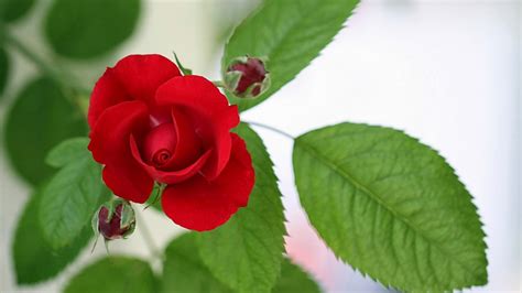 وردة حمراء لونها مبهج للحبيب وللاصدقاء. ورد جوري احمر رومانسي , ارق وردة و اجمل عطر - عجيب وغريب