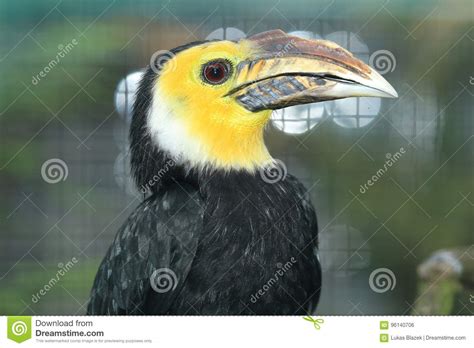 Southern Sulawesi Tarictic Hornbill Stock Photo Image Of Bird