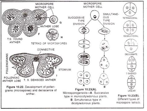 Microsporogenesis In Angiosperms Q For Questions