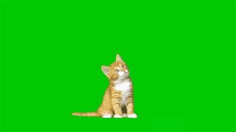 Green Screen Cute Cat A Must Watch Fx Effect Youtube