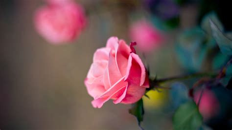 1920x1080 1920x1080 Pink Blur Rose Flower Petals Bud