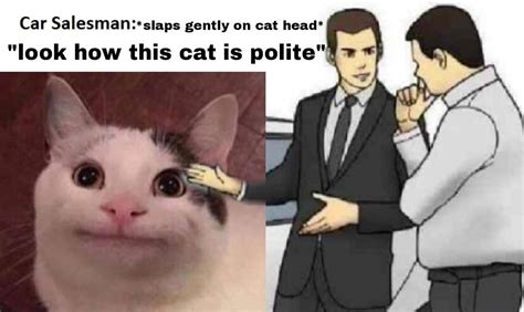 Polite Cat 🐈 Rwholesomememes