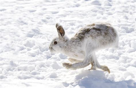 Snowshoe Hare Or Varying Hare Lepus Americanus Running In The Snow
