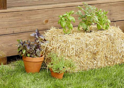 The Best Plants For Straw Bale Gardening And How To Create Your Own