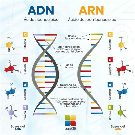 Esquema De Los Acidos Nucleicos Adn Y Arn Ustan