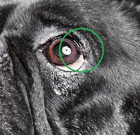 Eyelid Cysts In Dogs Faq With Our Veterinarian