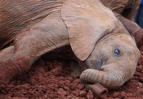 Orphaned Baby Elephant Photograph By Regan Rostain