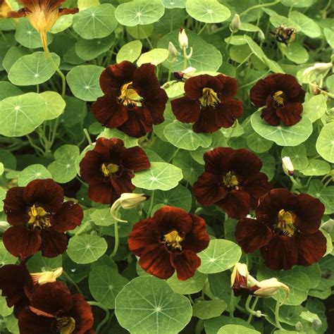 Hours may change under current circumstances Buy nasturtium Tropaeolum majus 'Black Velvet (Tom Thumb ...