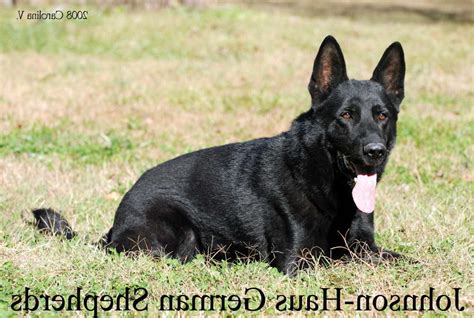 Goldendoodle litter for sale in port trevorton, pa, usa. Black German Shepherd Puppies For Sale In Pa | PETSIDI