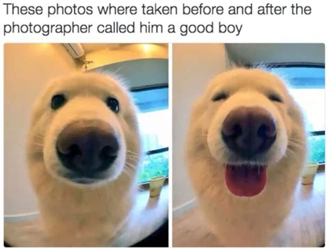 35 Awesome Dog Memes To Share With Fellow Dog Lovers Inspirationfeed