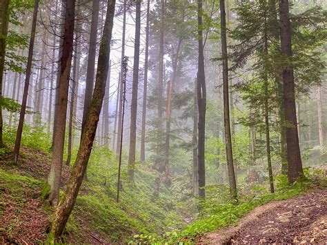 Misty Forest On Nußlberg Mountain Near Kiefersfelden In Ba Flickr