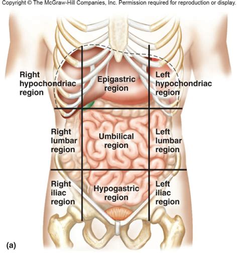 (1) the joints of the heads of the ribs and the head articulates with the superior part of the corresponding vertebra, the inferior a lateral costotransverse ligament, passing from the tubercle of the rib to the tip of the transverse process. Body Planes, Directions, and Cavities at Elizabeth City ...