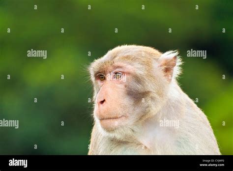 Monkey Ape Looking Stock Photo Alamy