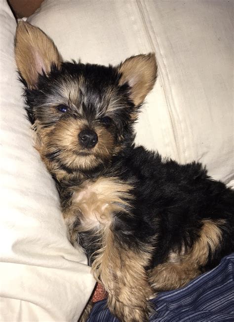 Morkie puppies must be fed four times a day and twice as adults. Morkie Puppies For Sale | St. Petersburg, FL #342359